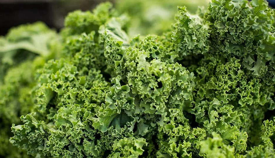 Health Benefits of Kale