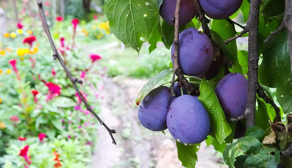 Health Benefits of Prunes